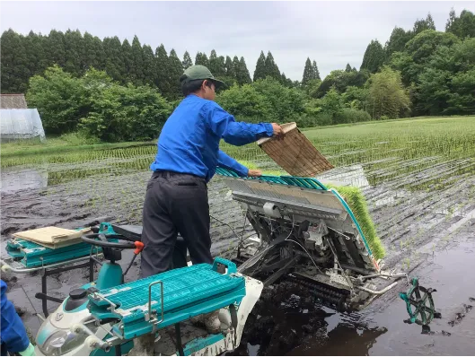 生徒による田植えの様子